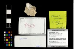 Foto (Objekt + Etikett) von Pithonoton Marginatum (Meyer, 1842)  (NHMW-GEO-2014-0194-0663)